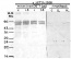 DET1 | Regulator of the proteasomal degradation of LHY